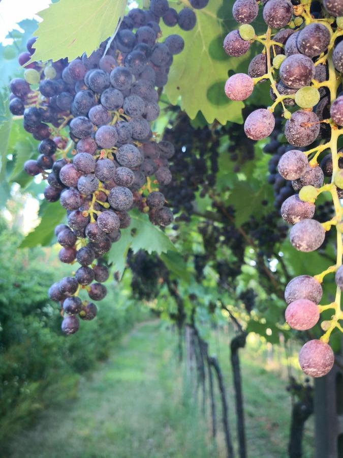 Appartamenti Bellini 바르돌리노 외부 사진